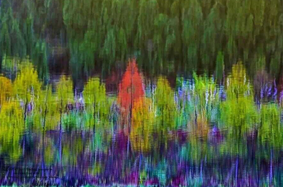 遂宁彩叶林倒影